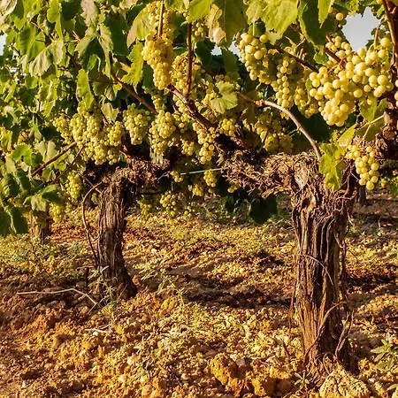 Praktik Vinoteca Hotel Barcellona