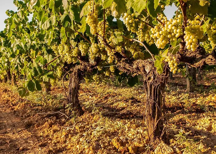 帕崔克维诺特卡酒店 酒店 巴塞罗那