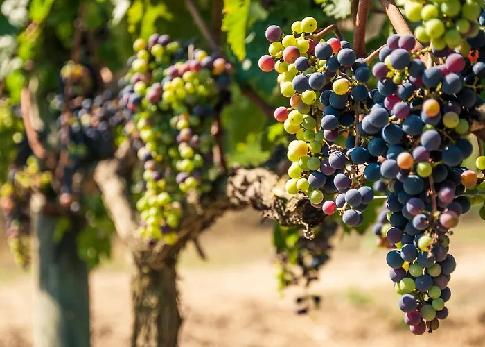 Praktik Vinoteca ברצלונה